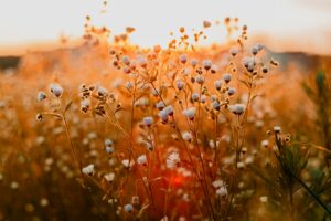 Android smartphone fotografie - bokeh
